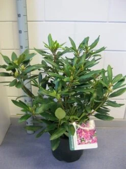 Rhododendron (Rhododendron 'Marcel Menard') 23 Rhododendron (Rhododendron 'Marcel Menard') -Directplant Winkel rhododendron marcel menard c12 november 2
