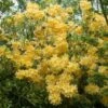Azalea (Rhododendron 'Mollis' Geel) -Directplant Winkel rhododendron mollis geel 2