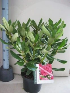 Rhododendron (Rhododendron 'Nova Zembla') -Directplant Winkel rhododendron nova zembla c5 aug 1