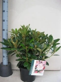 Rhododendron (Rhododendron 'Percy Wiseman') 18 Rhododendron (Rhododendron 'Percy Wiseman') -Directplant Winkel rhododendron percy wiceman c5 aug 1