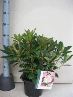 Rhododendron (Rhododendron 'Percy Wiseman') 29 Rhododendron (Rhododendron 'Percy Wiseman') -Directplant Winkel rhododendron percy wiceman c5 aug 1 1