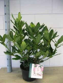 Bosrhododendron (Rhododendron Ponticum 'Roseum') 13 Bosrhododendron (Rhododendron Ponticum 'Roseum') -Directplant Winkel rhododendron ponticum roseum c5 oktober 1