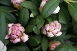 Dwergrhododendron (Rhododendron 'Porzellan') -Directplant Winkel rhododendron porzellan 3