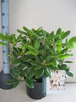 Rhododendron (Rhododendron 'Virginia Richards') 14 Rhododendron (Rhododendron 'Virginia Richards') -Directplant Winkel rhododendron virginia richards c5 aug 1