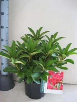 Rhododendron (Rhododendron 'Wilgen's Ruby') -Directplant Winkel rhododendron wilgens ruby c5 aug 3