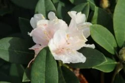 Dwergrhododendron (Rhododendron 'Golden Torch') -Directplant Winkel rhododendron y. golden torch 3 1