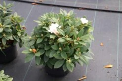 Dwergrhododendron (Rhododendron 'Golden Torch') -Directplant Winkel rhododendron y. golden torch 5