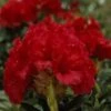 Rhododendron (Rhododendron 'Red Jack') -Directplant Winkel rhrjack 2 1
