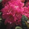 Rhododendron (Rhododendron 'Rocket') -Directplant Winkel rhrocket 2 2
