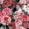 Rhododendron (Rhododendron 'Sneezy') -Directplant Winkel rhsneezy 2 1