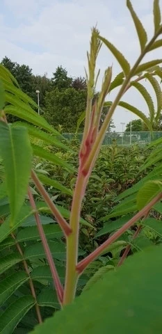 Fluweelboom, Struik (Rhus Typhina) 6 Fluweelboom, Struik (Rhus Typhina) - Afbeelding 4
