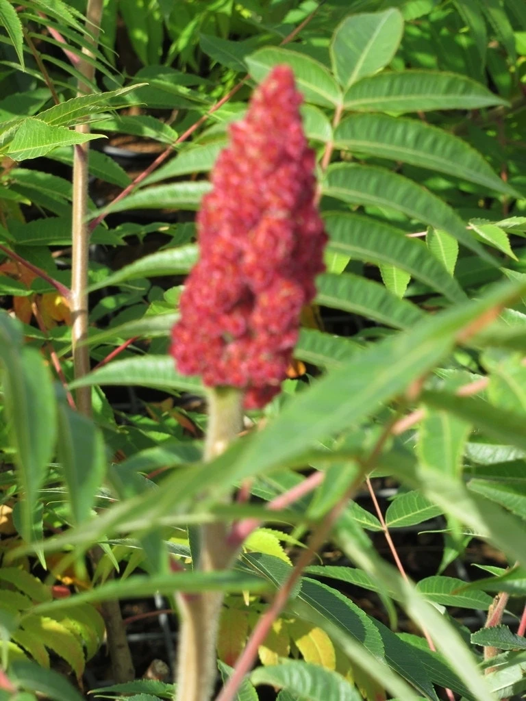 Fluweelboom, Struik (Rhus Typhina) 8 Fluweelboom, Struik (Rhus Typhina) - Afbeelding 6