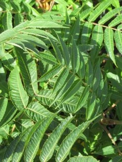 Fluweelboom, Struik (Rhus Typhina) 16 Fluweelboom, Struik (Rhus Typhina) -Directplant Winkel rhus typhina 2