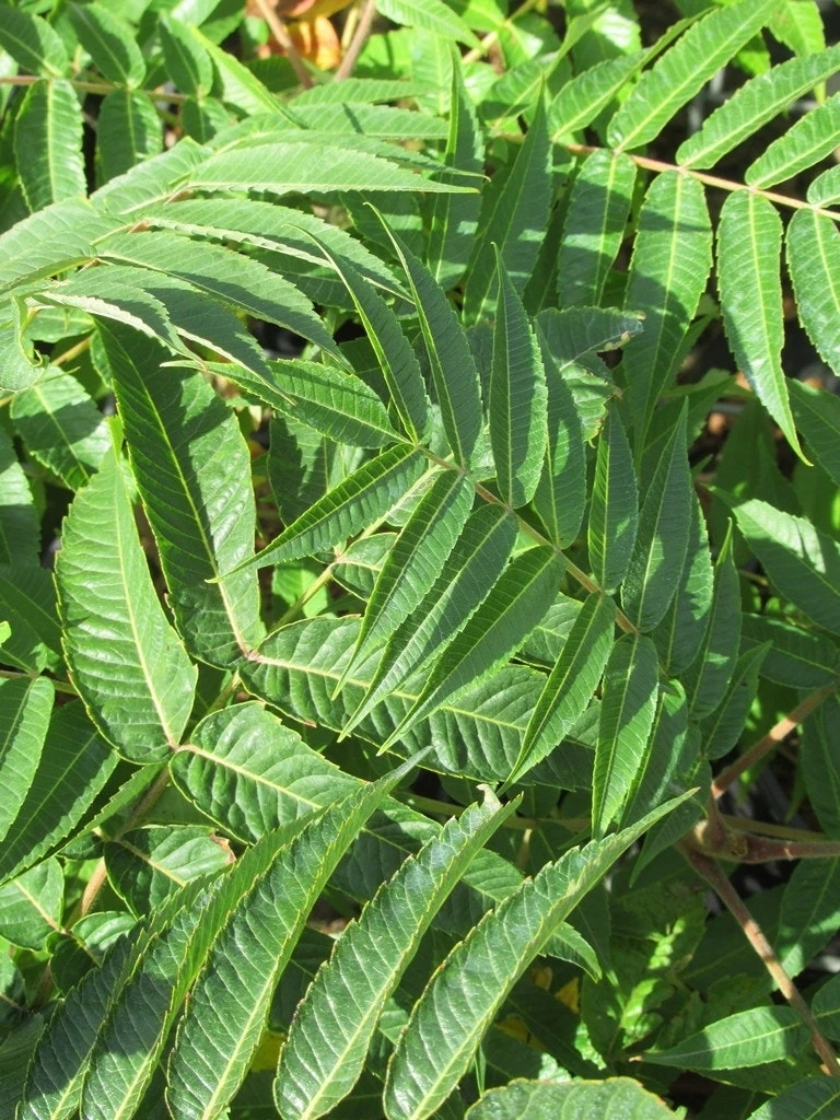 Fluweelboom, Struik (Rhus Typhina) 9 Fluweelboom, Struik (Rhus Typhina) - Afbeelding 7