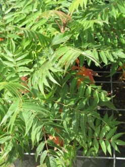 Fluweelboom, Struik (Rhus Typhina) 17 Fluweelboom, Struik (Rhus Typhina) -Directplant Winkel rhus typhina 4