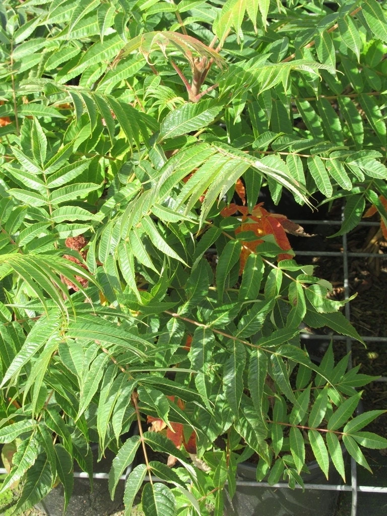 Fluweelboom, Struik (Rhus Typhina) 10 Fluweelboom, Struik (Rhus Typhina) - Afbeelding 8