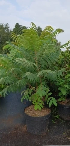 Fluweelboom, Struik (Rhus Typhina) 7 Fluweelboom, Struik (Rhus Typhina) - Afbeelding 5