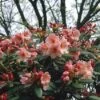 Rhododendron (Rhododendron 'Virginia Richards') -Directplant Winkel rhvricha 2 3