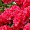 Rhododendron (Rhododendron 'Wilgen's Ruby') -Directplant Winkel rhwruby 2 3