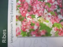 Ribes (Ribes Sanguineum 'King Edward VII') -Directplant Winkel ribes king edward