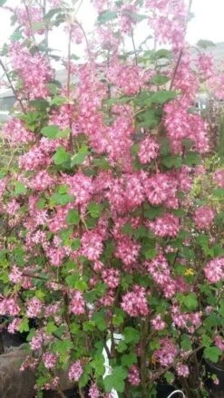 Ribes (Ribes Sanguineum 'King Edward VII') -Directplant Winkel ribes king edward2