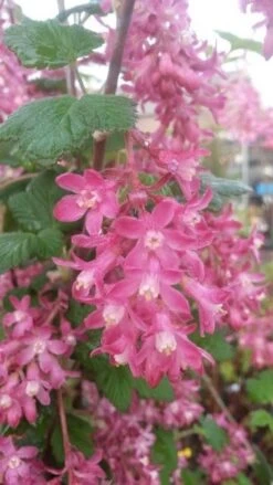 Ribes (Ribes Sanguineum 'King Edward VII') -Directplant Winkel ribes king edward 2