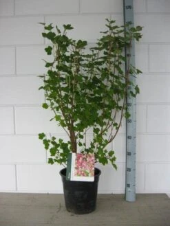 Ribes (Ribes Sanguineum 'King Edward VII') -Directplant Winkel ribes king edward c7 april