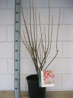 Ribes (Ribes Sanguineum 'King Edward VII') -Directplant Winkel ribes king edwards iv c7 okt