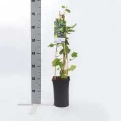 Zwarte Bes (Ribes Nigrum 'Ben Nevis') -Directplant Winkel ribes nigrum ben nevis 1