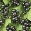 Zwarte Bes (Ribes Nigrum 'Ben Nevis') -Directplant Winkel ribes nigrum ben nevis 2