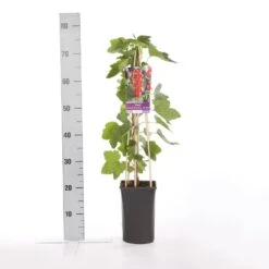 Rode Bes Op Stam (Ribes Rubrum 'Jonkheer Van Tets') 9 Rode Bes Op Stam (Ribes Rubrum 'Jonkheer Van Tets') -Directplant Winkel ribes rubrum jonkheer van tets 1