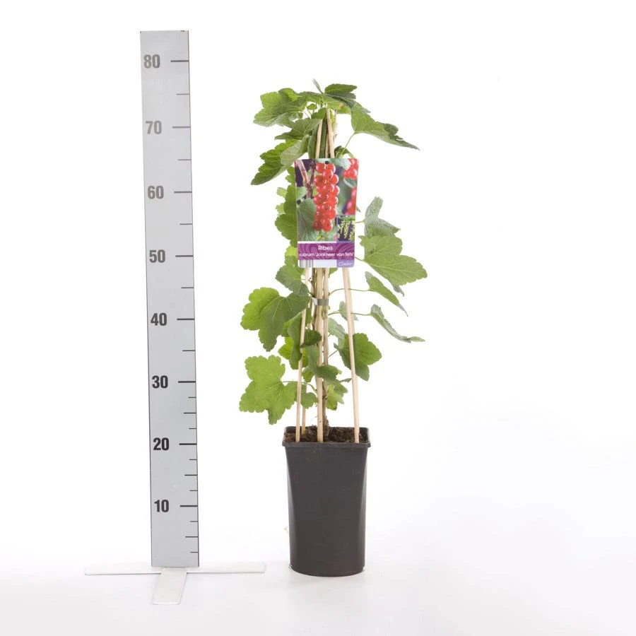 Rode Bes Op Stam (Ribes Rubrum 'Jonkheer Van Tets') 5 Rode Bes Op Stam (Ribes Rubrum 'Jonkheer Van Tets') - Afbeelding 3