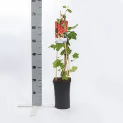 Rode Bes Op Stam (Ribes Rubrum 'Jonkheer Van Tets') 10 Rode Bes Op Stam (Ribes Rubrum 'Jonkheer Van Tets') -Directplant Winkel ribes rubrum jonkheer van tets 2 1