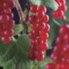 Rode Bes Op Stam (Ribes Rubrum 'Jonkheer Van Tets') -Directplant Winkel ribes rubrum jonkheer van tets 3 1 1