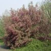 Ribes (Ribes Sanguineum 'King Edward VII') -Directplant Winkel ribes sanguineum king edward vii