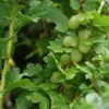 Groene Kruisbes Op Stam (Ribes Uva-crispa 'Hinnonmaki Grön') -Directplant Winkel ribes uva crispa hinnonmaeki 3 1