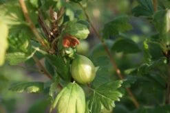 Groene Kruisbes Op Stam (Ribes Uva-crispa 'Hinnonmaki Grön') -Directplant Winkel ribes uva crispa hinnonmaki gr n lage res 1