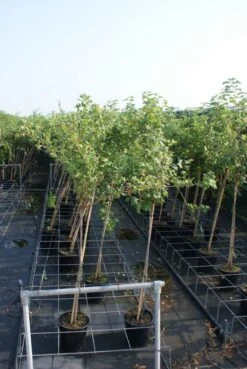 Groene Kruisbes Op Stam (Ribes Uva-crispa 'Hinnonmaki Grön') -Directplant Winkel ribes uva crispa hinnonmaki gr n stam lage res