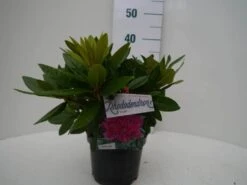 Rhododendron (Rhododendron 'Rocket') -Directplant Winkel rocket c2 voor 2