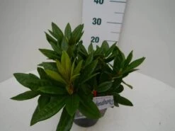 Rhododendron (Rhododendron 'Rocket') -Directplant Winkel rocket c2 zij 2
