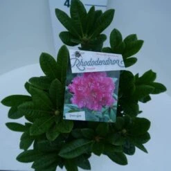 Rhododendron (Rhododendron 'Rocket') 16 Rhododendron (Rhododendron 'Rocket') -Directplant Winkel rocket c5 boven
