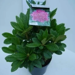 Rhododendron (Rhododendron 'Rocket') -Directplant Winkel rocket c5 zij 1