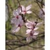 Rode Kerspruim Als Struik (Prunus Cerasifera 'Nigra') -Directplant Winkel rode kerspruim prunus cerasifera nigra 34829 bad
