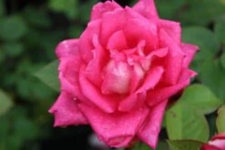 Grootbloemige Roos (Rosa 'Acapella') -Directplant Winkel rosa acapella