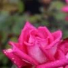 Grootbloemige Roos (Rosa 'Acapella') -Directplant Winkel rosa acapella 3
