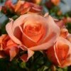 Bodembedekkende Roos (Rosa 'Aprikola') -Directplant Winkel rosa aprikola