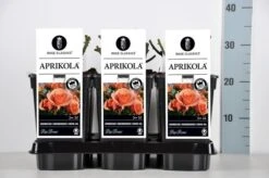 Bodembedekkende Roos (Rosa 'Aprikola') -Directplant Winkel rosa aprikola in de winter