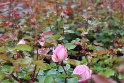 Grootbloemige Roos (Rosa 'Beverly') -Directplant Winkel rosa beverly 2