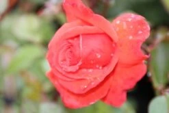 Klimroos (Rosa 'Bionda') -Directplant Winkel rosa bionda 1 1