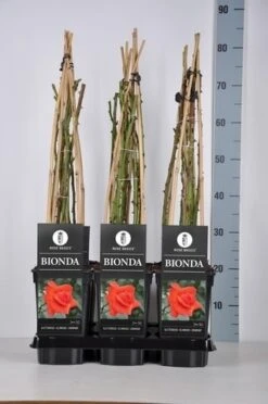 Klimroos (Rosa 'Bionda') -Directplant Winkel rosa bionda in de winter c3 1